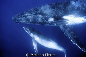 Closeup image of a humpback mother and calf. Vava'u Tonga... by Melissa Fiene 